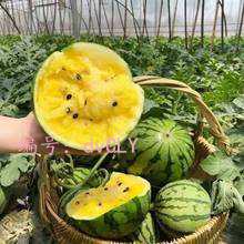 ڲ